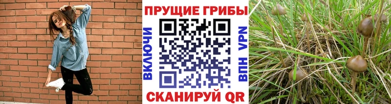 Галлюциногенные грибы Psilocybe  как найти закладки  Котовск 